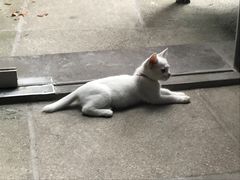 -杨桃院子咖啡吧(中华红墨店)