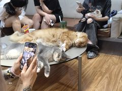 -MOCHA明星猫咖(田子坊店)