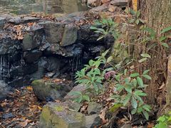 -兴福老面馆(寺路街店)