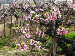 -南汇老顾农家乐采摘大团水蜜桃采摘店