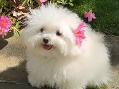 -爱侣宠医·鹦鹉专科·小型哺乳类·异宠专科(灵石路店)