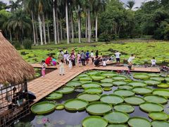 -中国科学院西双版纳热带植物园