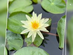 -品鲜村农家菜·阳澄湖大闸蟹(总店)