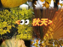 -华侨城湿地公园