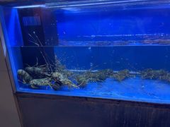 -白仁仔· 活烤海鲜 宵夜(豫园店)