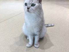 -藏猫猫咖啡主题馆(中央大道店)