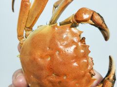 -小陆莲花蟹园农家乐(莲花岛店)