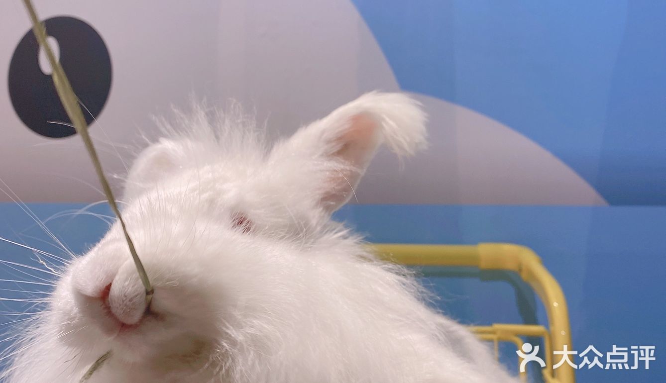 郑州安哥拉巨兔博物馆 最近郑州很火的一家店