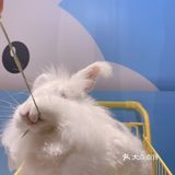 郑州安哥拉巨兔博物馆 最近郑州很火的一家店