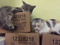 猫-猫色咖啡·猫咖