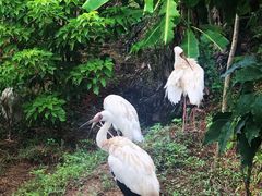 -泉州海丝野生动物世界