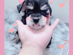 -萌宠之家·腊肠犬·马尔泰·小体犬舍