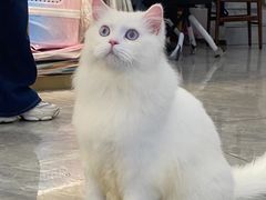 -钦宠·猫咪售卖·洗护·寄养(东圃旗舰店)