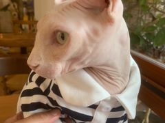 -有猫主题·治愈系猫咖(曾厝垵店)