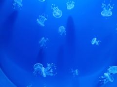 -芜湖新华联大白鲸海洋公园