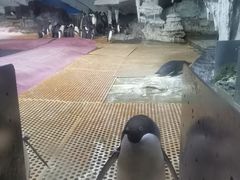 -海合安武汉极地海洋公园