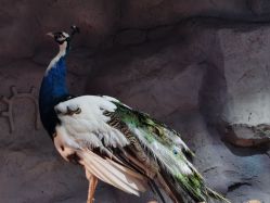 -Zoolung Zoolung动物主题公园(海信广场店)