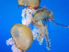 -太平洋海底世界