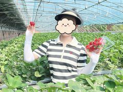 -甜心庄园·甜心草莓采摘园(西青中北店)