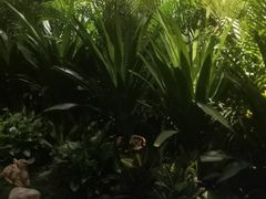 -素可汤泉(天宝大厦店)