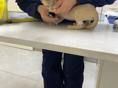 -中农国际动物医院24小时·猫科·骨科·急重症中心