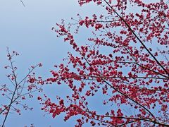 -合肥滨湖国家森林公园