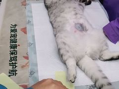 -瑞派宠物医院·中兽医专科(中央商城分院)