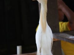 -吉隆坡雀鸟公园