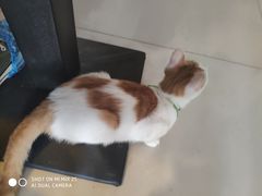 -平行世界·猫咖(首经贸店)