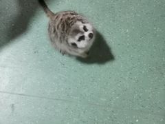 -藦茜花园宠物主题亲子互动体验馆(国顺东路店)