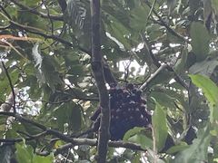 -海南热带雨林国家公园吊罗山景区