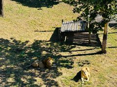 -西霞口神雕山野生动物世界