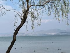 -洱海月湿地公园