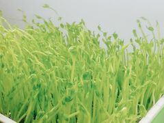 鲜活豌豆苗-番食园鲜食火锅(高新店)
