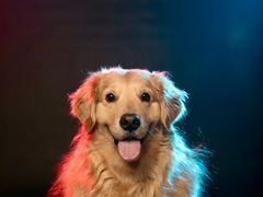 -超宠爱宠物摄影-Super pet