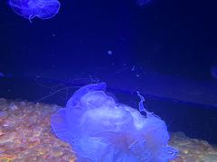 -欢乐海岸海洋奇梦馆