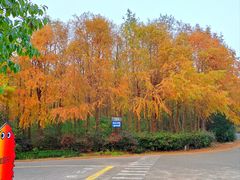 -上海海湾国家森林公园