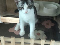-lincat·猫舍(广州店)