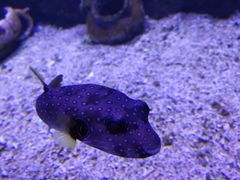 -芜湖新华联大白鲸海洋公园