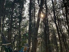 -铁山坪森林公园