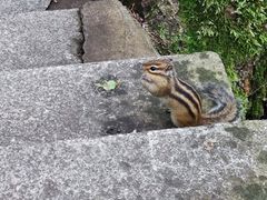 -汤旺河林海奇石景区