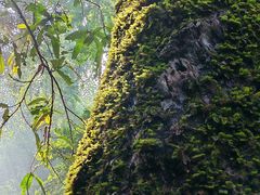 -西双版纳原始森林公园