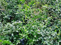 -金谷域澳洲庄园