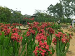android_upload_pic-松山湖梦幻百花洲