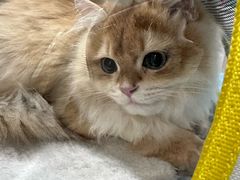 -伟伟宠物医院·CT影像中心·瑞派犬猫综合性门诊(汉口总院)