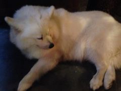 iphone_upload_pic-西塘明榉坊客栈