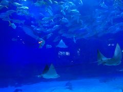 -烟台海昌鲸鲨海洋公园