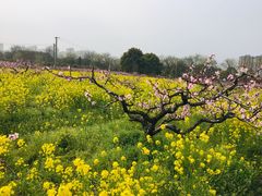 -南汇水蜜桃采摘(大团店)