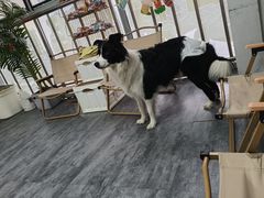 -汪说·狗咖(旺城大厦店)