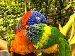 -南宫五洲植物乐园